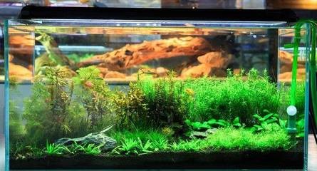 40厘米紅龍魚價格表（40厘米紅龍魚價格表圖片）