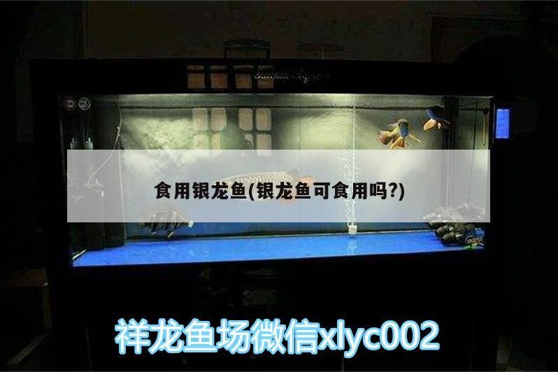 食用銀龍魚(銀龍魚可食用嗎?) 食用銀龍魚(銀龍魚可食用嗎?) 銀龍魚百科