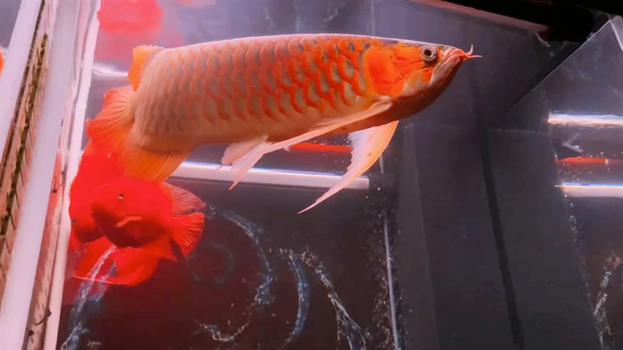 紅龍2 紅龍2 龍魚論壇