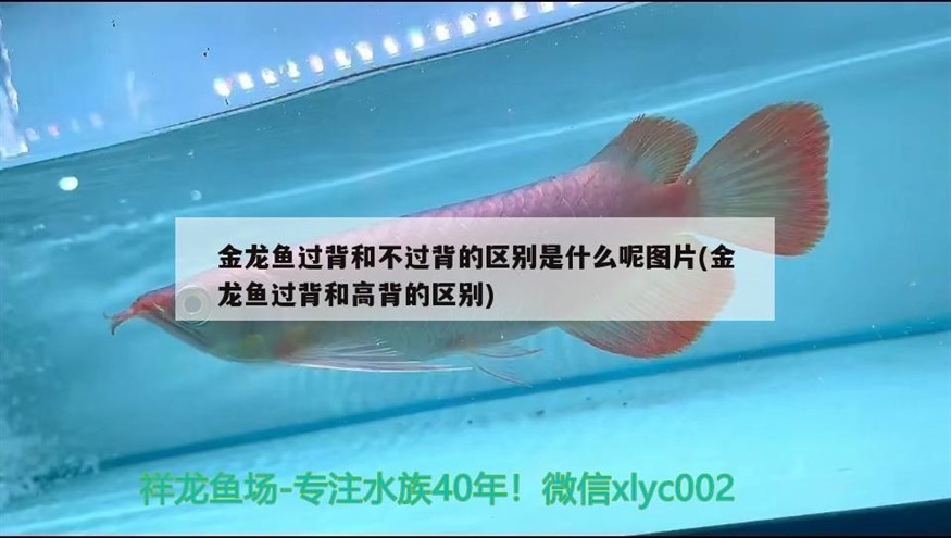 容縣漁居水族店（容縣漁居水族店電話） 容縣漁居水族店（容縣漁居水族店電話） 全國(guó)水族館企業(yè)名錄 第1張