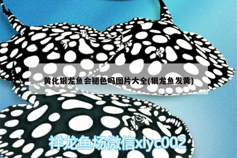 黃化銀龍魚會褪色嗎圖片大全(銀龍魚發黃)