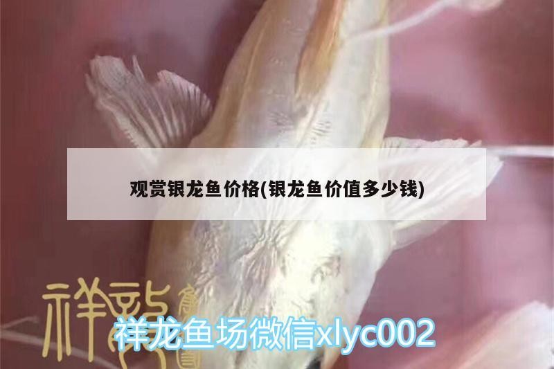 觀賞銀龍魚價格(銀龍魚價值多少錢)