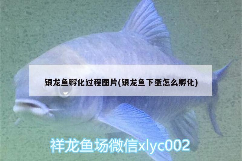 銀龍魚孵化過程圖片(銀龍魚下蛋怎么孵化) 銀龍魚孵化過程圖片(銀龍魚下蛋怎么孵化) 銀龍魚百科