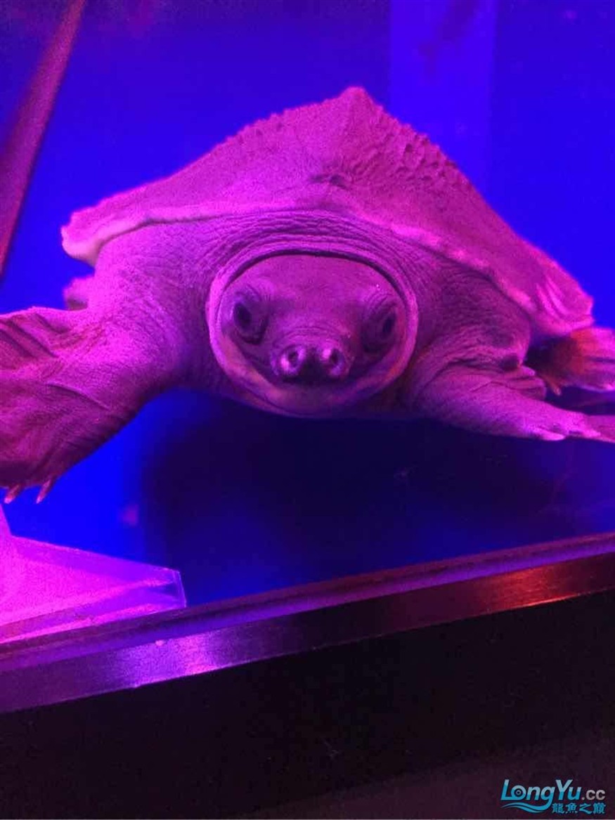 魚友幫忙看看豬鼻龜