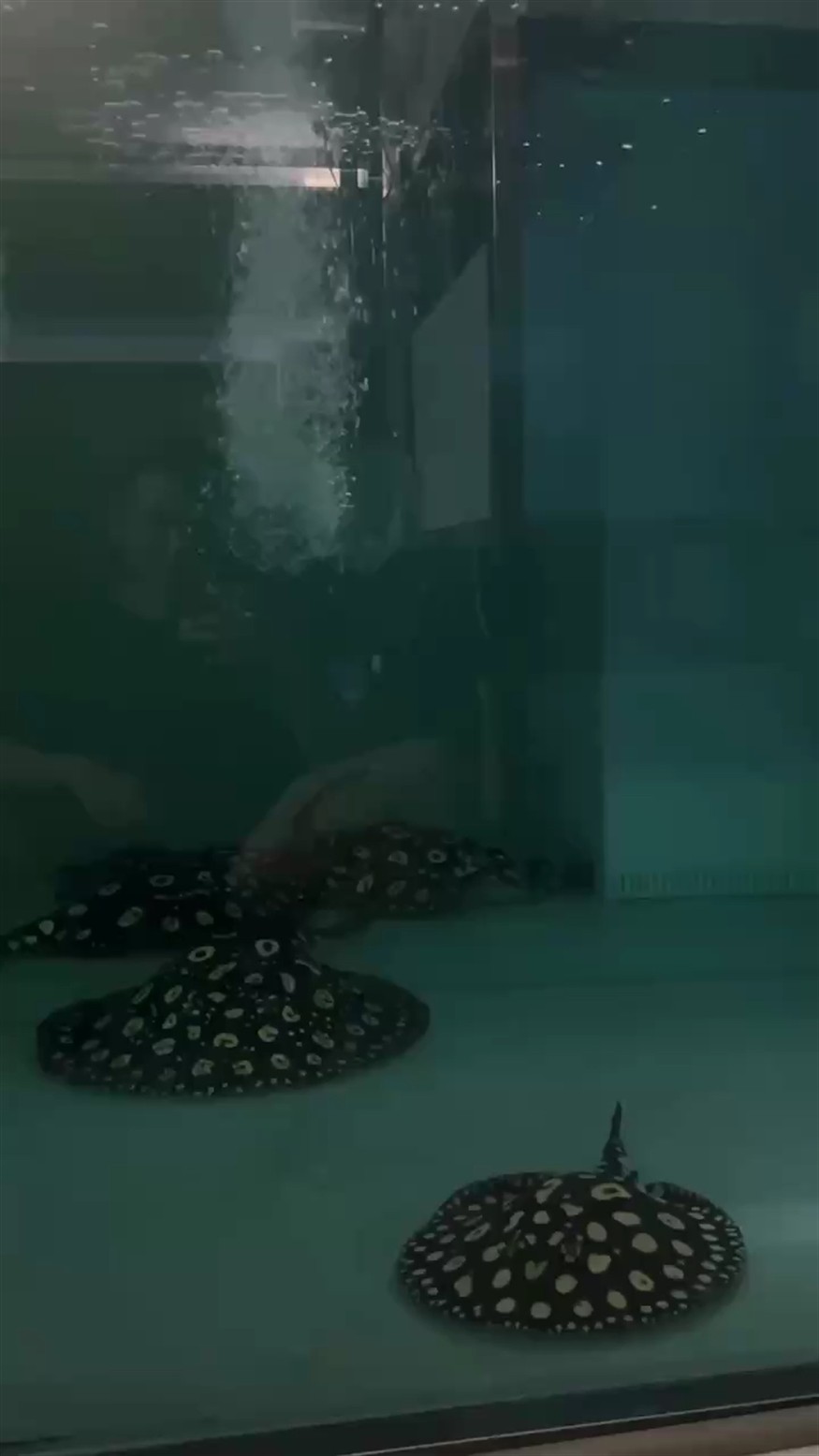 好久沒座著靜靜的看魚