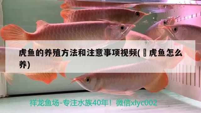 虎魚的養殖方法和注意事項視頻(鰕虎魚怎么養)