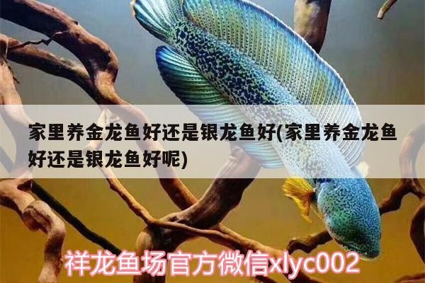 家里養金龍魚好還是銀龍魚好(家里養金龍魚好還是銀龍魚好呢)