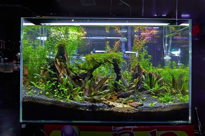 1.2米60寬的魚缸多少錢：1.2米60寬的魚缸多少錢一個米60寬的魚缸多少錢