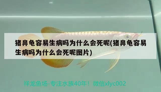 豬鼻龜容易生病嗎為什么會死呢(豬鼻龜容易生病嗎為什么會死呢圖片)