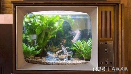 北面放魚缸好嗎：北面陽臺放置魚缸有什么風水講究？
