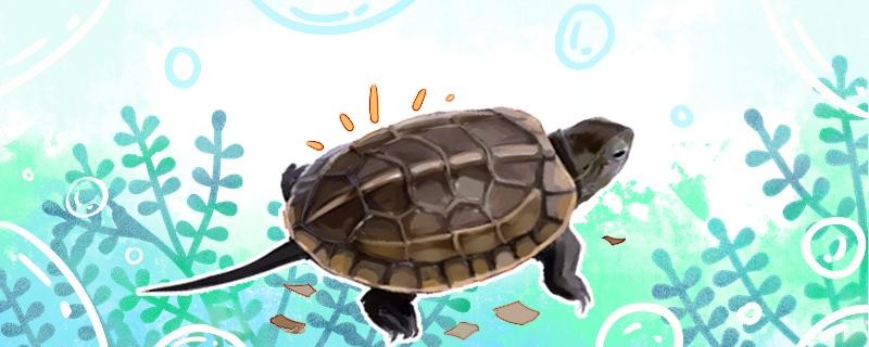 烏龜會在水里冬眠嗎