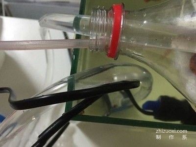 大飲料瓶制作魚缸視頻:如何使用大飲料瓶制作魚缸 魚缸百科 第3張 大飲料瓶制作魚缸視頻:如何使用大飲料瓶制作魚缸 大飲料瓶制作魚缸視頻:如何使用大飲料瓶制作魚缸 魚缸百科 第3張