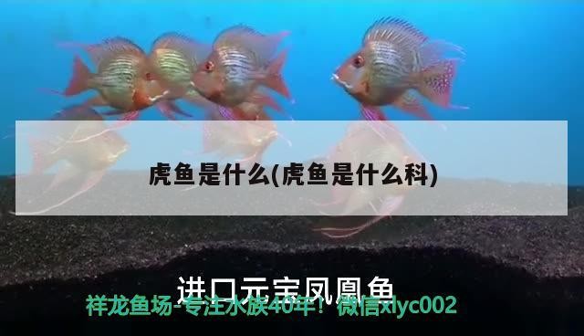 虎魚是什么(虎魚是什么科) 虎魚是什么(虎魚是什么科) 虎魚百科