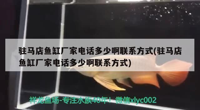 駐馬店魚缸廠家電話多少啊聯系方式(駐馬店魚缸廠家電話多少啊聯系方式) 駐馬店魚缸廠家電話多少啊聯系方式(駐馬店魚缸廠家電話多少啊聯系方式) 豬鼻龜百科