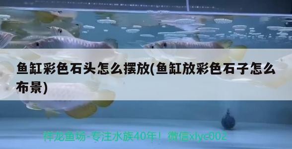 魚缸彩色石頭怎么擺放(魚缸放彩色石子怎么布景) 魚缸彩色石頭怎么擺放(魚缸放彩色石子怎么布景) 豬鼻龜百科