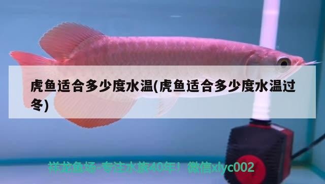 虎魚適合多少度水溫(虎魚適合多少度水溫過冬)