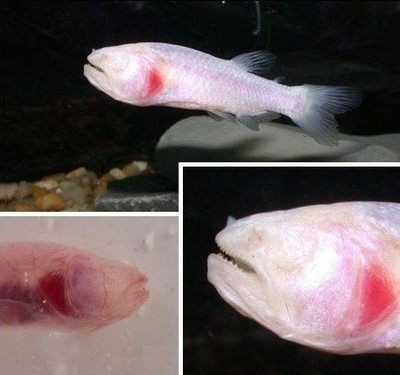 虎魚(yú)眼睛白膜能自己掉嗎：虎魚(yú)眼睛白膜會(huì)自己掉嗎