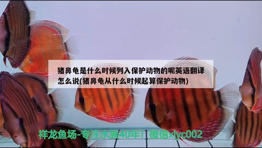 豬鼻龜是什么時(shí)候列入保護(hù)動(dòng)物的呢英語(yǔ)翻譯怎么說(豬鼻龜從什么時(shí)候起算保護(hù)動(dòng)物)