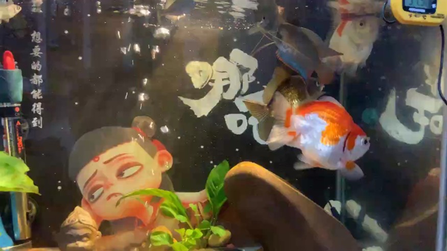 友友們好，發個原聲視頻 友友們好，發個原聲視頻 龍魚論壇