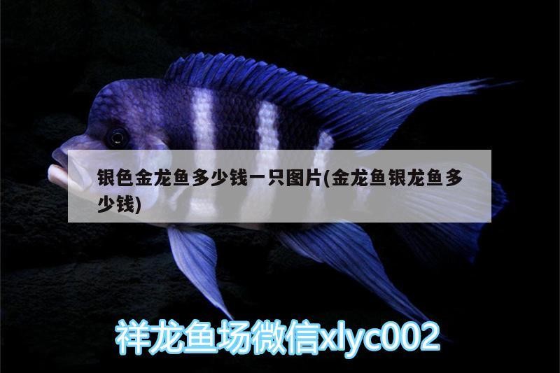 銀色金龍魚多少錢一只圖片(金龍魚銀龍魚多少錢) 銀色金龍魚多少錢一只圖片(金龍魚銀龍魚多少錢) 銀龍魚百科