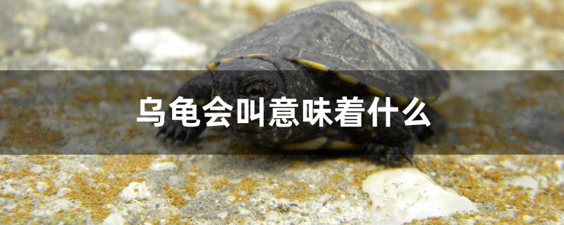 烏龜會叫意味著什么