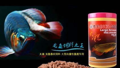龍魚和七星刀哪個好養(yǎng)活