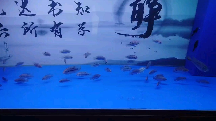 原生羅非缸