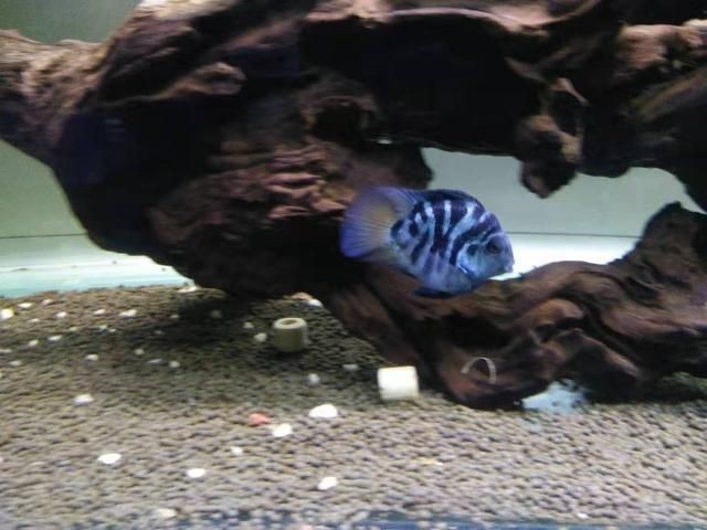 白色魚(yú)缸用什么顏色背景：如何選擇魚(yú)缸背景紙 白色魚(yú)缸用什么顏色背景：如何選擇魚(yú)缸背景紙 魚(yú)缸百科 第1張