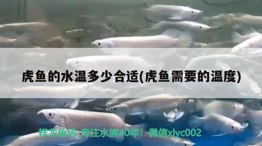 虎魚的水溫多少合適(虎魚需要的溫度)