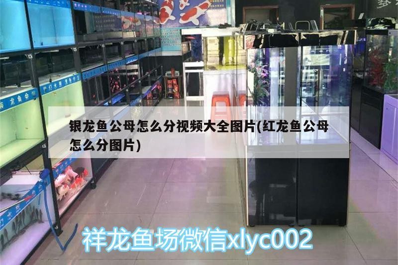 銀龍魚公母怎么分視頻大全圖片(紅龍魚公母怎么分圖片) 銀龍魚公母怎么分視頻大全圖片(紅龍魚公母怎么分圖片) 銀龍魚百科 第2張