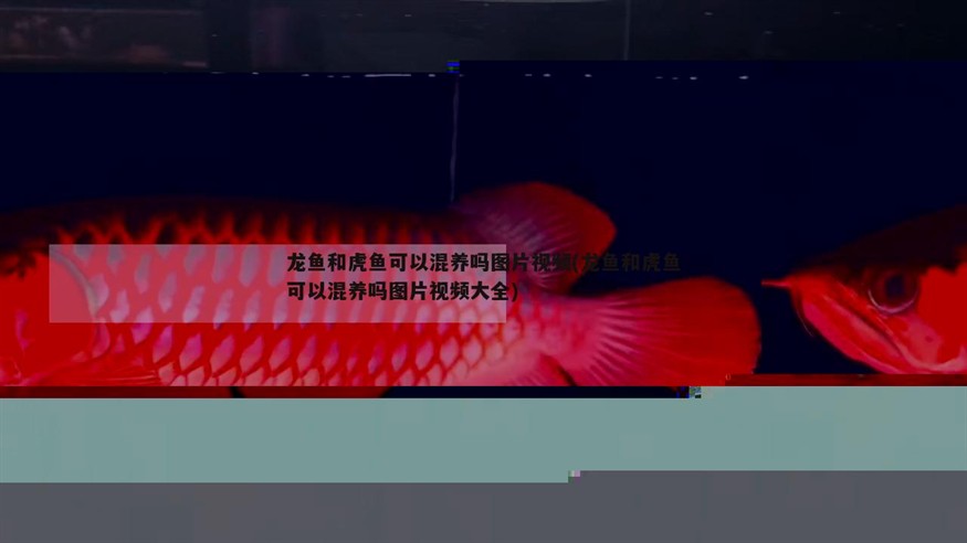 龍魚和虎魚可以混養嗎圖片視頻(龍魚和虎魚可以混養嗎圖片視頻大全) 龍魚和虎魚可以混養嗎圖片視頻(龍魚和虎魚可以混養嗎圖片視頻大全) 虎魚百科