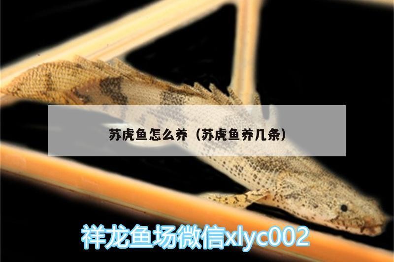 蘇虎魚怎么養（蘇虎魚養幾條） 蘇虎魚怎么養（蘇虎魚養幾條） 虎魚百科