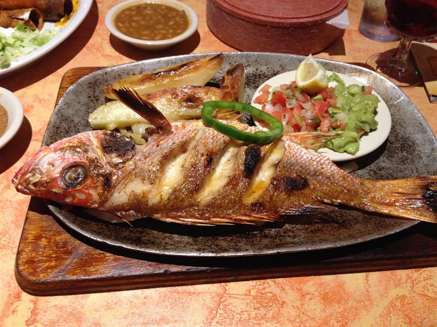 豬鼻和龍魚能不能混養呢圖片的簡單介紹