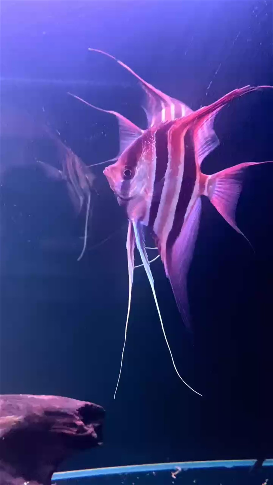 埃及神仙魚 埃及神仙魚 龍魚論壇