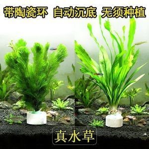 帶陶瓷環的水草直接放魚缸里養可以嗎：帶陶瓷環的水草直接放在魚缸里養并不是一個明確的問題