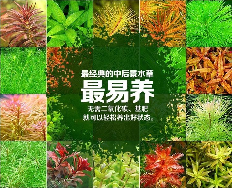 帶陶瓷環的水草直接放魚缸里養可以嗎：帶陶瓷環的水草直接放在魚缸里養并不是一個明確的問題