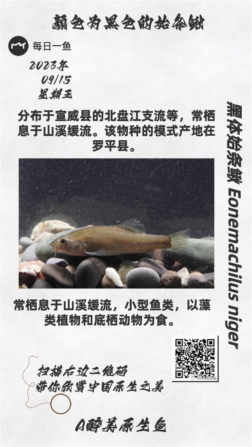 印尼虎魚多少溫度飼養(yǎng)最好:印尼虎魚多少溫度飼養(yǎng)最好印尼虎魚多少溫度飼養(yǎng)最好 黑體始條鰍 龍魚論壇 黑體始條鰍 黑體始條鰍 龍魚論壇