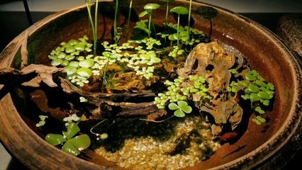 瓷盆魚缸造景圖：關于瓷盆魚缸造景的一些信息