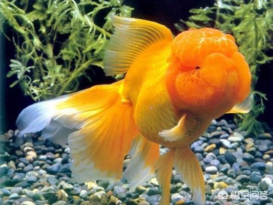 太原市迎澤區郭晟水族經銷部（太原市迎澤區郭晟水族經銷部電話號碼）