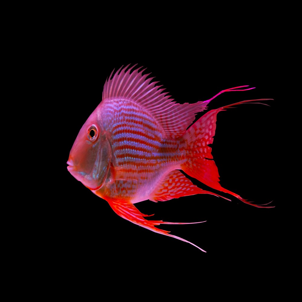 虎魚魚苗《發財魚和什么魚一起養好》