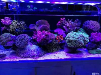 龍魚和虎魚混養用什么背景好看（龍魚和虎魚混養用什么背景好看呢）