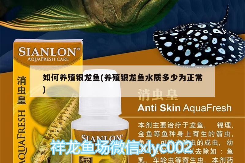 如何養殖銀龍魚(養殖銀龍魚水質多少為正常)