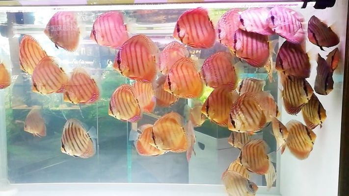 大魚水族魚缸養什么魚最好呢：什么樣的魚適合在大魚缸中養殖