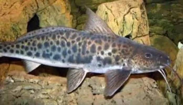 大魚水族魚缸養什么魚最好呢：什么樣的魚適合在大魚缸中養殖