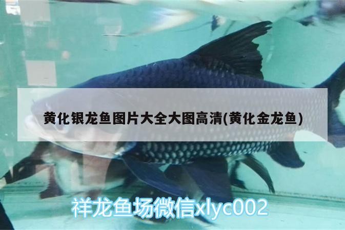 黃化銀龍魚圖片大全大圖高清(黃化金龍魚)