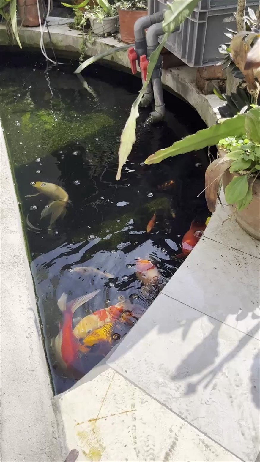 小錦鯉 小錦鯉 龍魚論壇