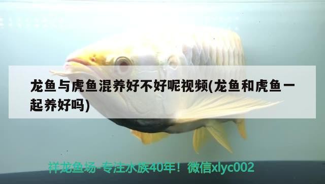 龍魚與虎魚混養好不好呢視頻(龍魚和虎魚一起養好嗎) 龍魚與虎魚混養好不好呢視頻(龍魚和虎魚一起養好嗎) 虎魚百科 第1張