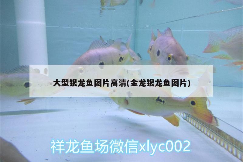大型銀龍魚圖片高清(金龍銀龍魚圖片)