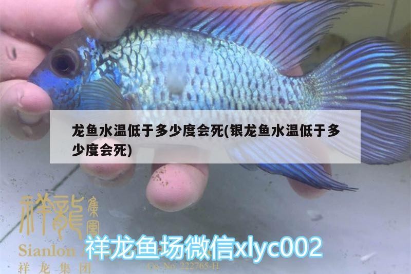 龍魚水溫低于多少度會死(銀龍魚水溫低于多少度會死)