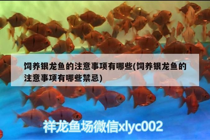 飼養銀龍魚的注意事項有哪些(飼養銀龍魚的注意事項有哪些禁忌)